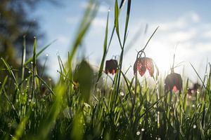 Kiebitz auf einer Wiese in der frühen Morgensonne