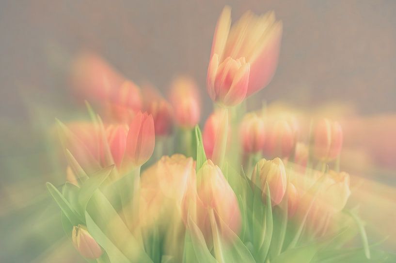 flowers part 364 by Tania Perneel