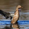 Stockente (Anas platyrhynchos) von Dirk Rüter