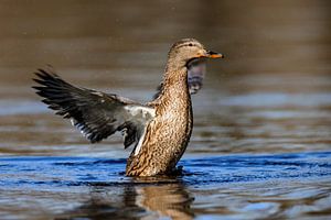 Stockente (Anas platyrhynchos) von Dirk Rüter