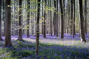 Ein Spiel aus Licht und Schatten I - Hallerbos 2025