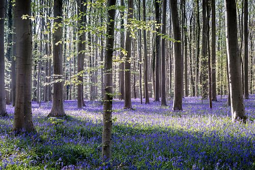 Jacinthes des bois Forêt -Jeu d'ombres et de lumières I