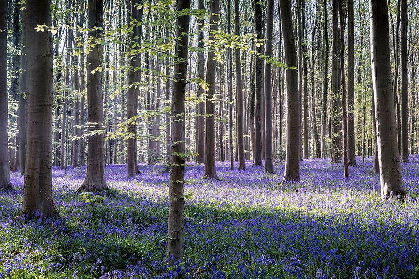 Ein Spiel aus Licht und Schatten I - Hallerbos 2025 von Daan Duvillier | Dsquared Photography