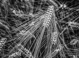 L'épi de maïs en noir et blanc sur Harrie Muis