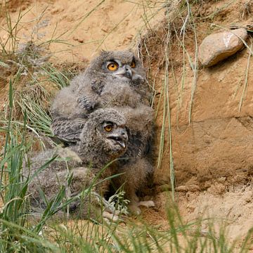 Eagle Owls * Bubo bubo * , young chicks van wunderbare Erde