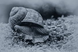 Vineyard snail by Puravida - Photography and photo art