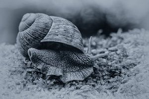 Weinbergschnecke (Helix pomatia)
