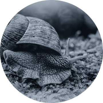 Vineyard snail van Ursula Di Chito