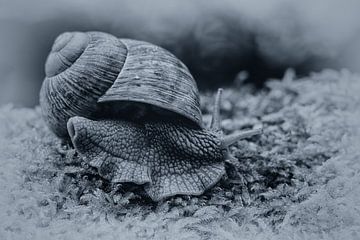 Vineyard snail by Ursula Di Chito
