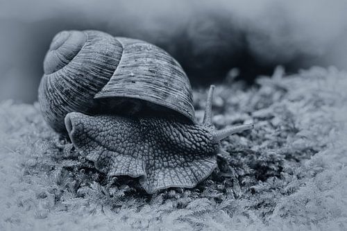 Weinbergschnecke (Helix pomatia)