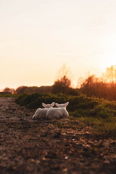 The twin lambs by Iris Beukelman