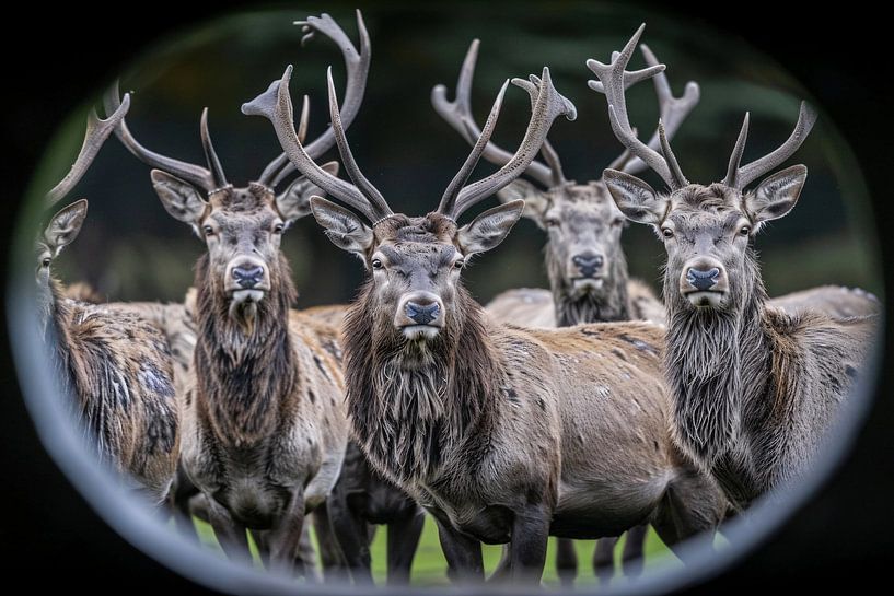 see-through by Imperial Art House