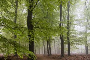 Wald, Bäume und Nebel.