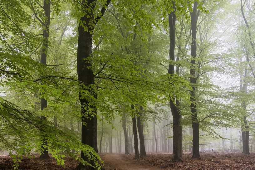 Wald, Bäume und Nebel. von Janny Beimers