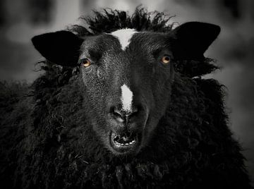 Le mouton noir sur Maickel Dedeken