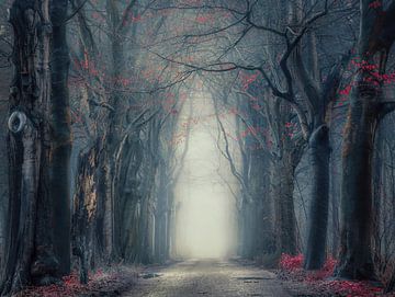 Mysterious misty forest