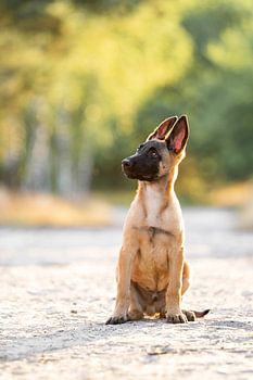 Jugendliche Entdeckung - Malinois-Schäferhund-Welpe im natürlichen Licht