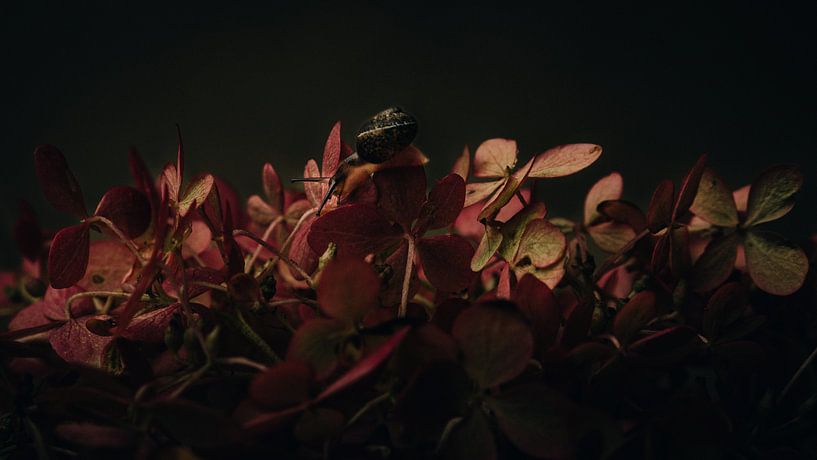 Le rythme de l'escargot par Sabine Keijzer