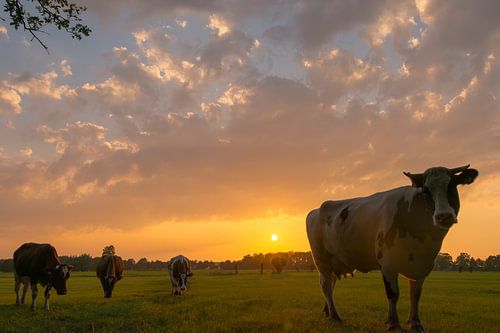 Zonsondergang bij een weiland met koeien