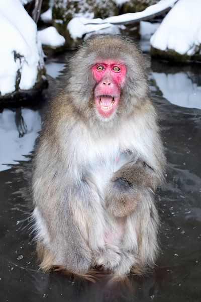 Macaque japonais par Edwin Butter
