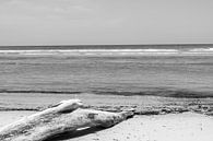 Treibholz am Strand von Femke Ketelaar Miniaturansicht