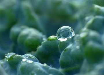 Enfant ou Kool... (Légume avec goutte) sur Caroline Lichthart