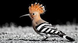 Prachtige wanddecoratie met foto van een hop - Opvallende oranje kuif