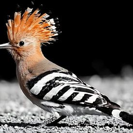 Atemberaubende Wanddekoration mit einem Wiedehopf – ein Wildtier mit auffälliger orangefarbener Haube von MIROKKU