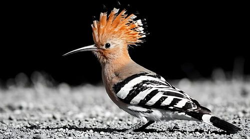 Atemberaubende Wanddekoration mit einem Wiedehopf – ein Wildtier mit auffälliger orangefarbener Haube von MIROKKU