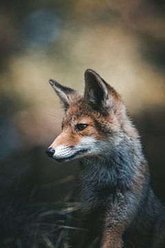 Curious Fox by Daniel Hop