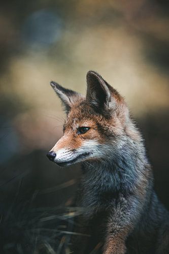 Curious Fox