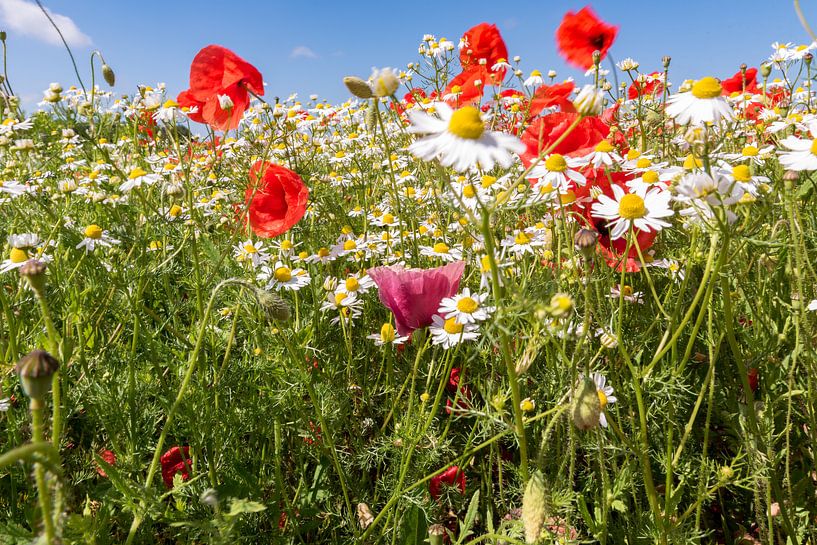 klaproos van Remco-Daniël Gielen Photography