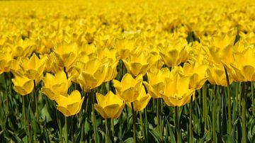 Gele tulpen in bloei van Corine Dekker
