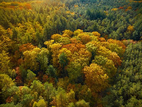Herfstbos met kleurrijke bladeren van bovenaf gezien