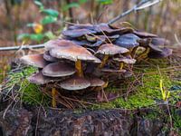 Chestnut brittlestem, een groepje paddenstoelen,