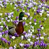 Ente auf der Frühlingswiese von Violetta Honkisz