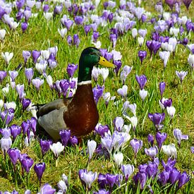 prairie printanière sur Violetta Honkisz