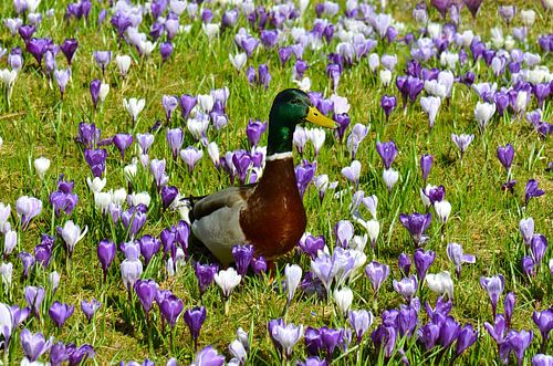 spring meadow by Violetta Honkisz