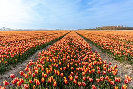 Tulpenvelden op Goeree-Overflakkee
