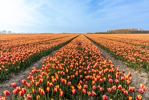 Tulpenvelden op Goeree-Overflakkee van Wessel Dekker