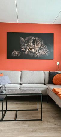 Lying and looking with luminous eyes, a beautiful lynx on a black background, the head lies on its l