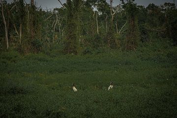 Reuzenooievaars in een jungle veld van FlashFwd Media