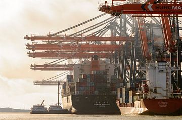 Container ships at the container terminal in the port of Rotterd by Sjoerd van der Wal