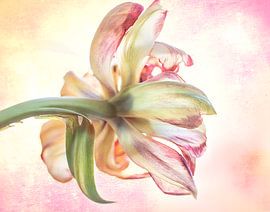 Tulip pink yellow by natascha verbij