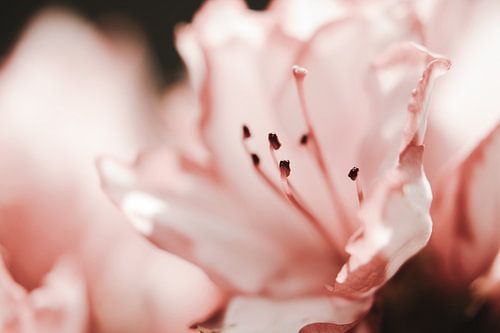 Stampers in roze bloem