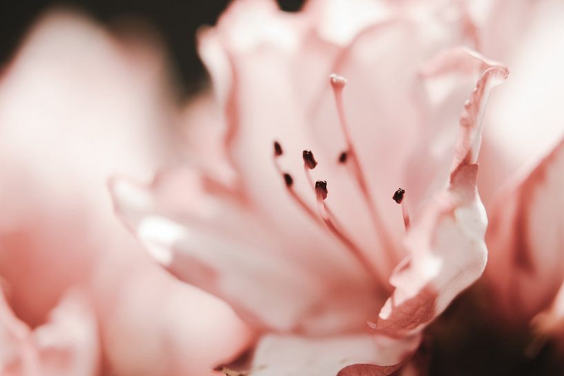 Flower pestle by Melissa Peltenburg