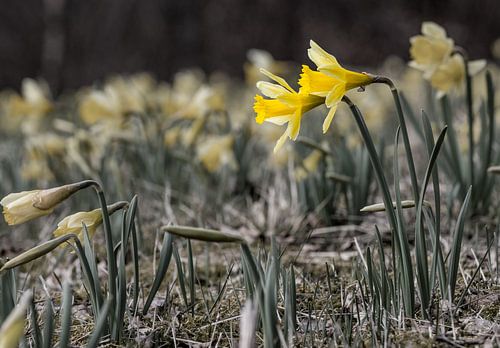 Daffodils