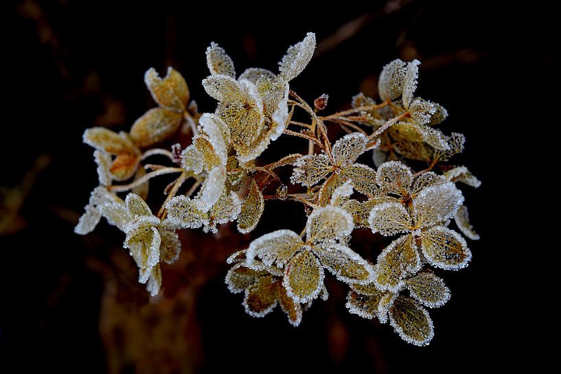 Frosted leaves by Anita van Gendt