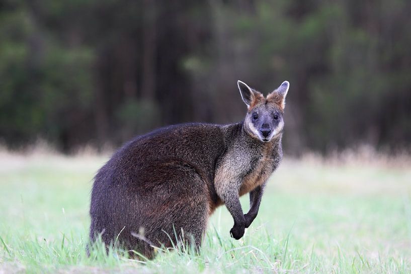 Sumpfwallaby (Wallabia bicolor) von Dirk Rüter