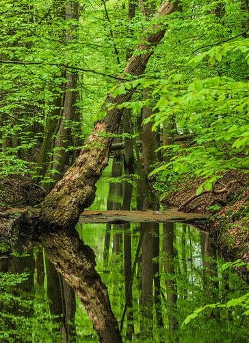 Hierdense beek in lentepracht